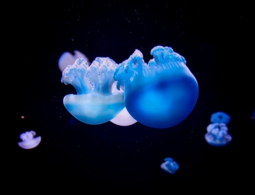 JellyFish by Philippe H. – Une entreprise se dévoile