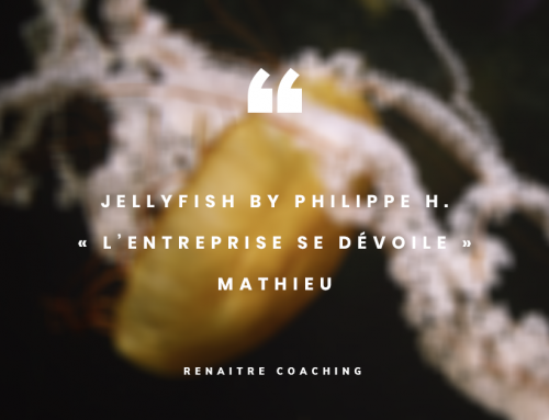 JellyFish by Philippe H. | « L’entreprise se dévoile » | Episode : Mathieu